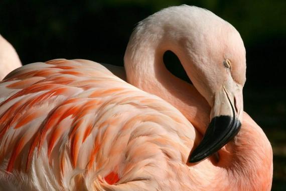 Фламинго — птица утренней розовой зари Жизнь фламинго